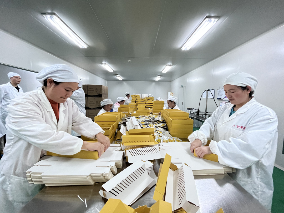 1725519783219666_compress.jpg 九龙天麻有限公司包装车间,工人忙碌地包装产品.jpg