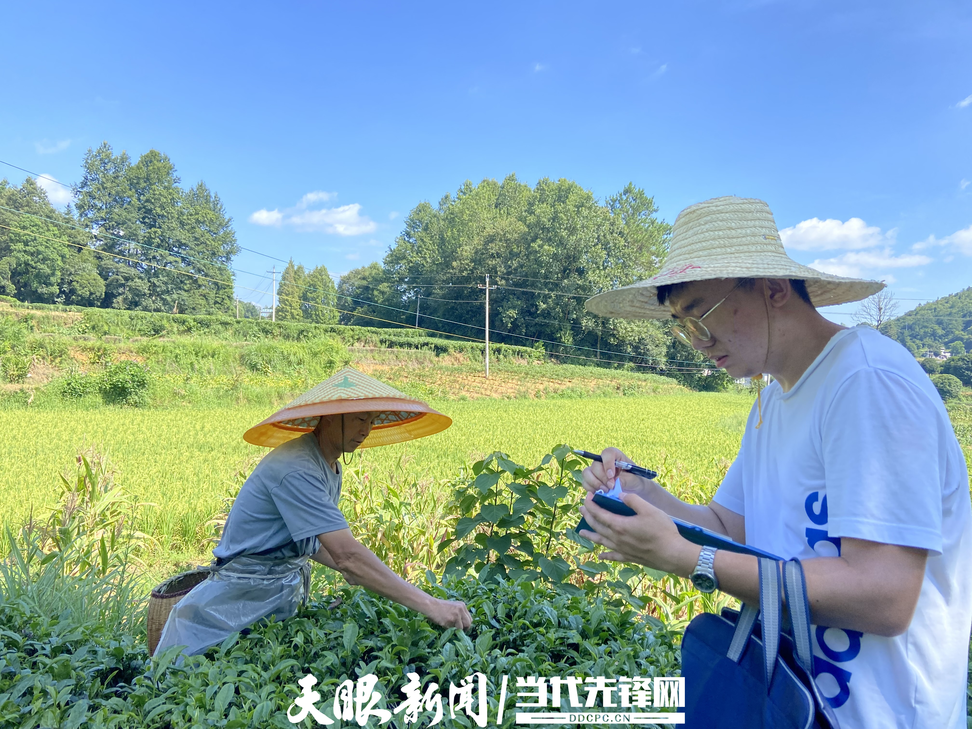 1684720957820193.jpg 王天一在开展茶园高温灾害调查.jpg