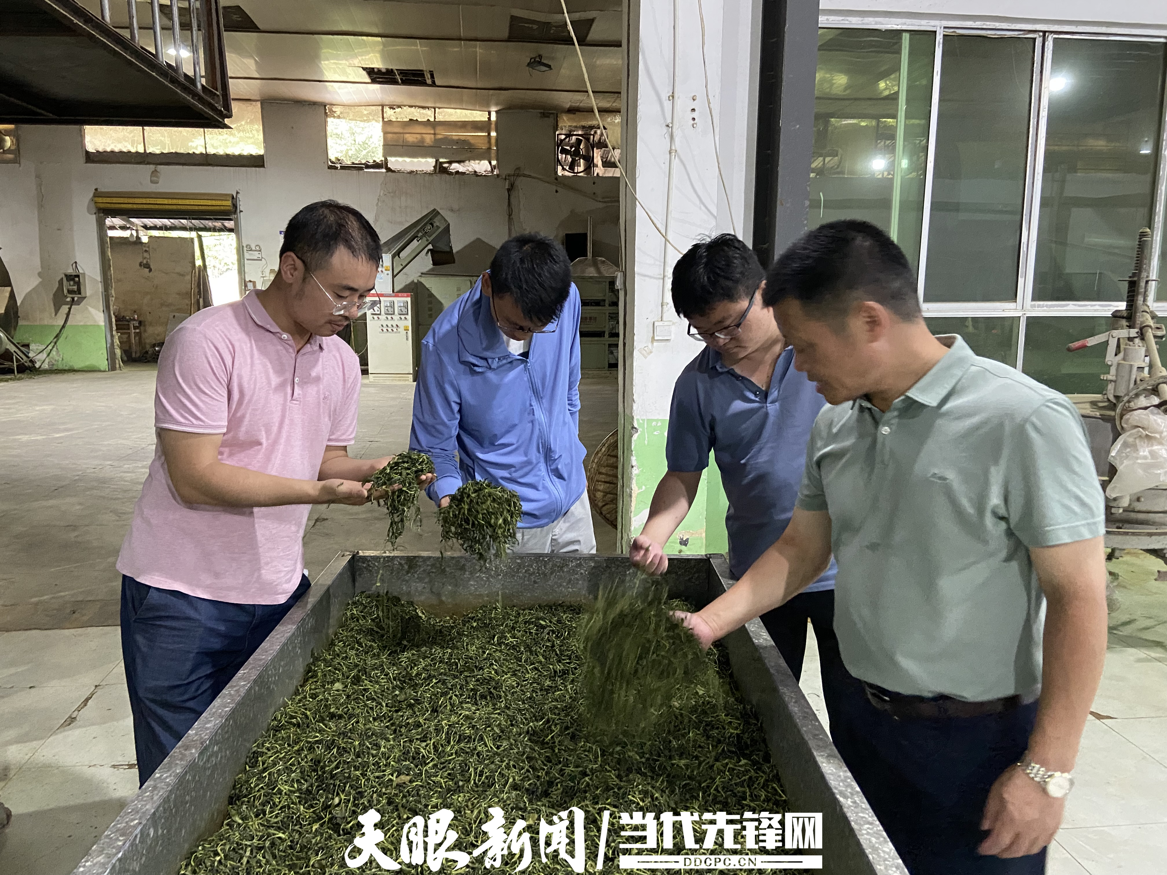 1684720926308100.jpg 科技小院指导高原春雪茶叶生产.jpg