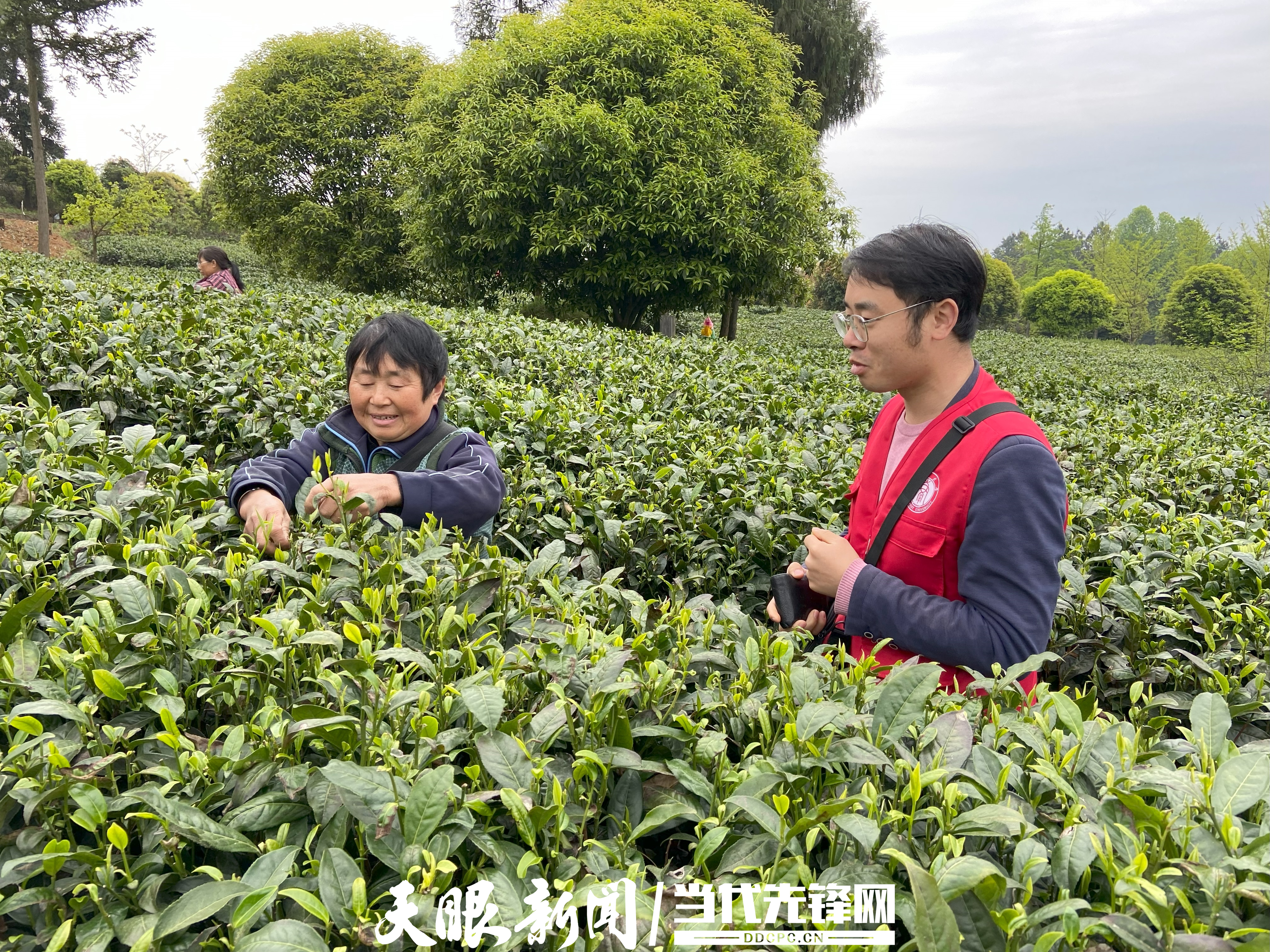 1684720893840289.jpg 黄兴成田间指导茶农.jpg