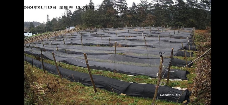 湄潭县洗马镇梅子坝村五倍子蚜虫种植基地。