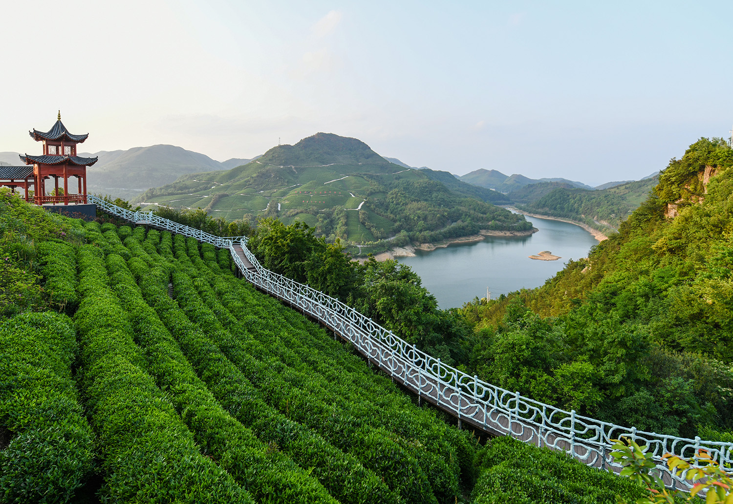 1686430242687351.jpg 都匀市毛尖镇螺蛳壳万亩茶园基地.jpg