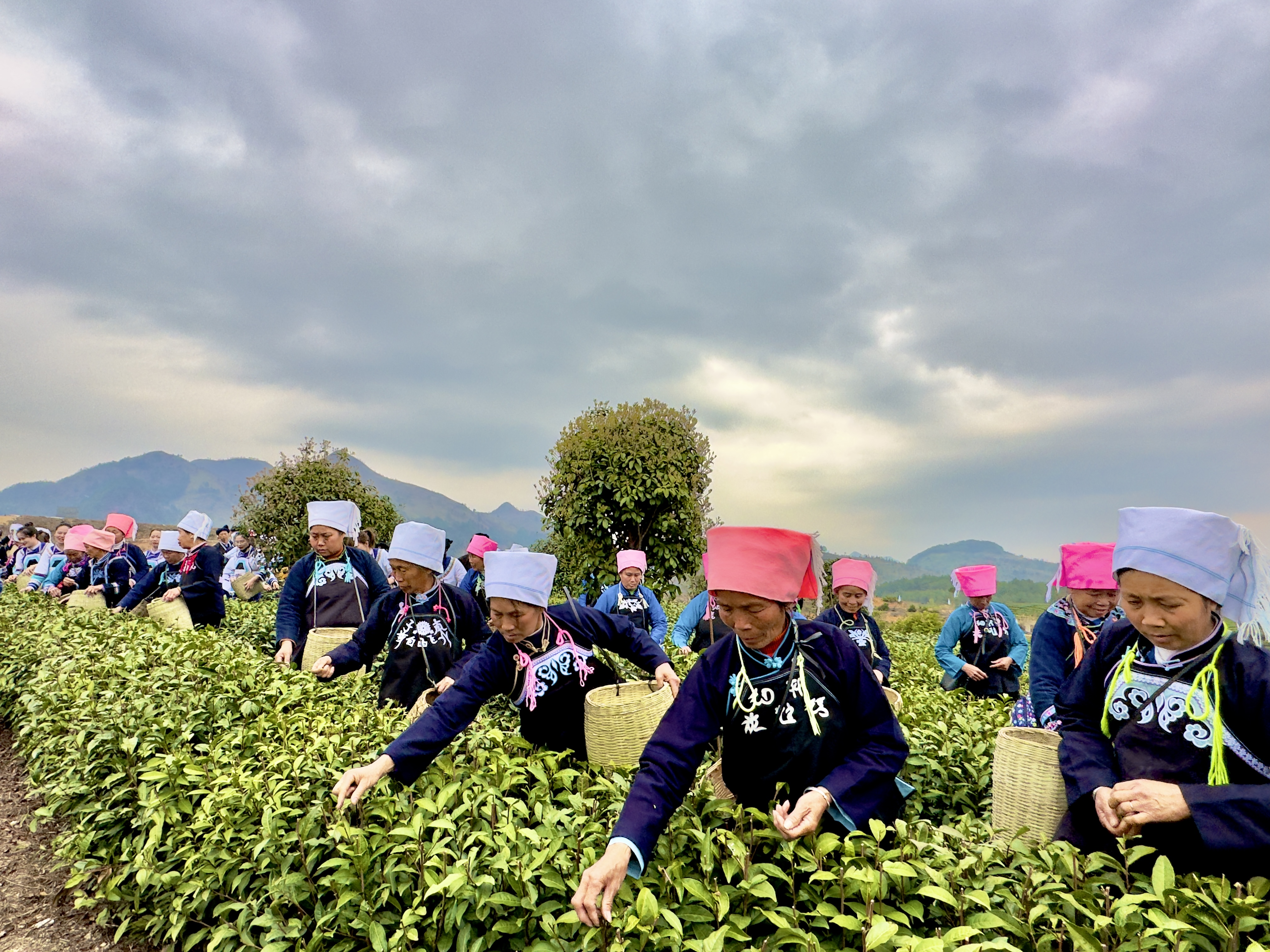 1686430721558612.jpg 平塘县光明茶场.jpg